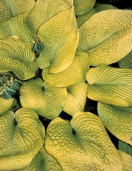 Hosta 'Rosedale Golden Goose'