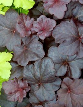 Heuchera x 'Obsidian' (PP14836, COPF)