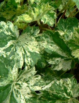 Heuchera x 'Snow Angel'