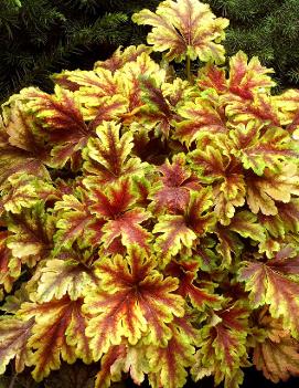 Heucherella x 'Golden Zebra' (PP22104, COPF)