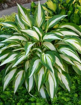 Hosta 'Cool as a Cucumber'