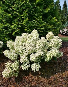 Hydrangea paniculata Tiny Quick Fire® ('SMNHPSB') (USPP 34,468, Can PBRAF)