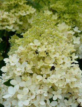 Hydrangea paniculata Bokrathirteen ('Sweet Summer') (PP21778)