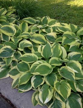 Hosta 'Wide Brim'