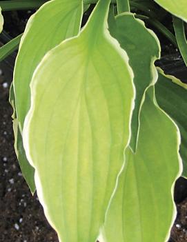 Hosta 'Lakeside Downsized'