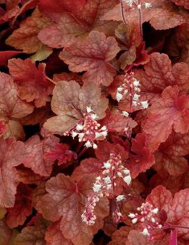 Heucherella x 'Redstone Falls' (PP22394, COPF)