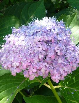 Hydrangea macrophylla 'Mikawa-chidori'