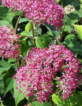 Hydrangea arborescens Invincibelle® Spirit ('NCHA1') (PP20765, CPBR4159)