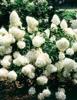 Hydrangea paniculata 'Little Lamb' (PP15395)