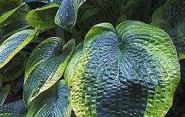 Hosta 'Jack of Diamonds'