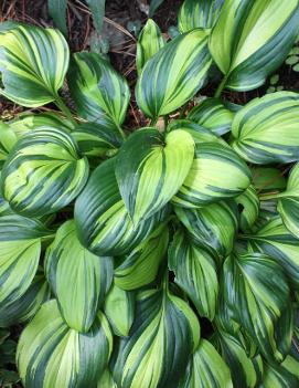 Hosta 'Rainbow's End' (PP17251)