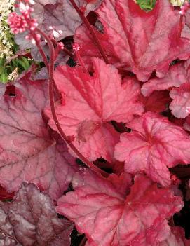 Heuchera x 'Fire Chief' (PP21880, COPF)