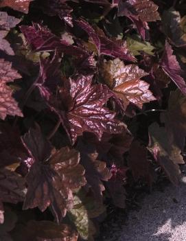 Heuchera micrantha 'Palace Purple'