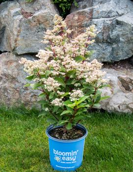 Hydrangea paniculata Torch™ ('HPOPR018') (PP32,972)