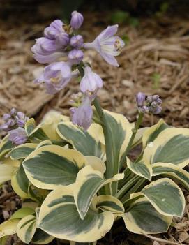 Hosta 'Mighty Mouse'