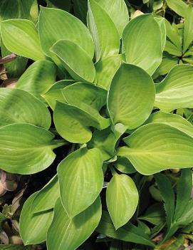 Hosta 'Regal Tot'