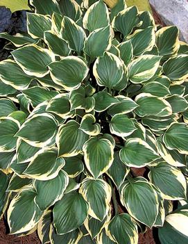 Hosta 'Lakeside Baby Face'