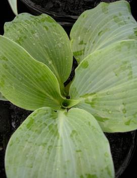 Hosta 'Blue Wedgwood'