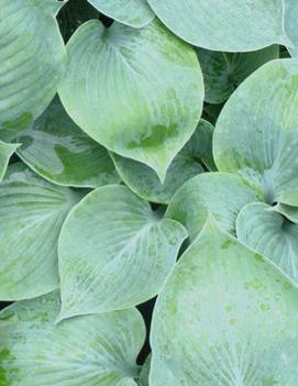 Hosta 'Camelot'