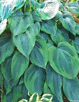 Hosta 'Devil's Advocate'