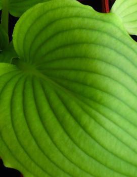 Hosta 'Niagara Falls'