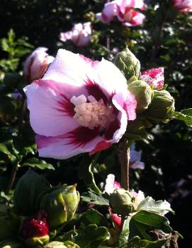 Hibiscus syriacus 'Hamabo'