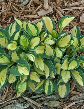 Hosta 'Pure Heart'