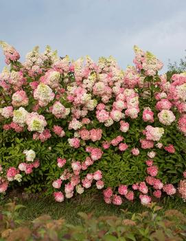 Hydrangea paniculata Berry White® ('Renba') (PP28,509)