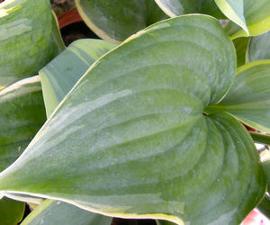 Hosta 'Blue Flame'