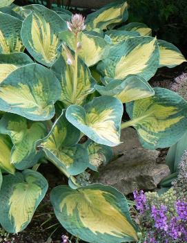 Hosta 'Great Expectations'