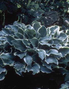 Hosta 'Regal Splendor'