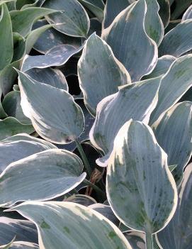 Hosta 'El Nino' (PP14632, CPBR2662)