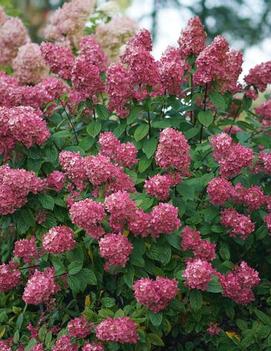 Hydrangea paniculata Fire Light® ('SMHPFL') (PP25135, CBR 5160)