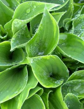 Hosta 'Abby'