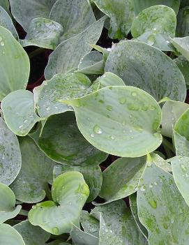 Hosta 'Pewterware'