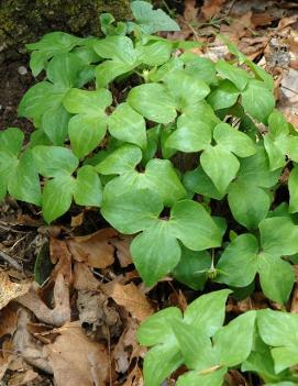 Hepatica acutiloba