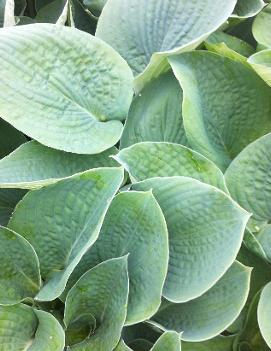 Hosta 'Bressingham Blue'