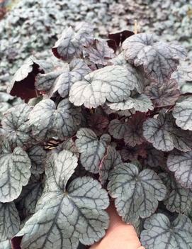 Heuchera x 'Silver Scrolls' (PP12066)