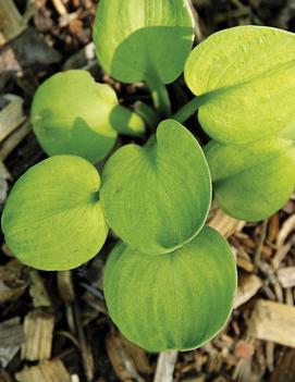 Hosta 'Giantland Sunny Mouse Ears'