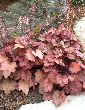 Heuchera x 'Georgia Peach' (PP19375, COPF)