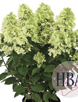 Hydrangea paniculata 'Panflora'