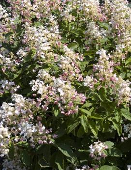 Hydrangea paniculata Interhydia ('Pink Diamond')