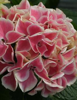 Hydrangea macrophylla Edgy® Hearts ('Horheart') (PP22368)