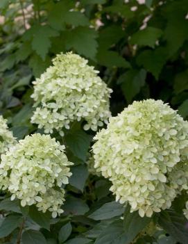 Hydrangea paniculata Little Lime® ('Jane') (PP22330, CPBR3914)