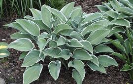 Hosta 'Barbara Ann'