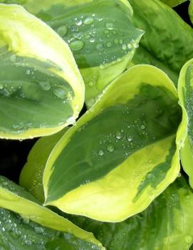 Hosta 'Carnival'