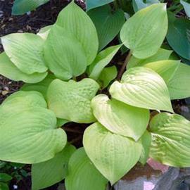 Hosta 'Designer Genes'