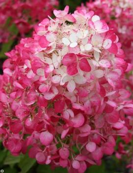 Hydrangea paniculata Diamond Rouge® ('Rendia') (PP24667, CPBRAF)