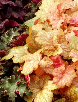 Heuchera x 'Midas Touch' (PP22226, COPF)