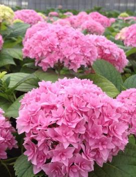 Hydrangea macrophylla 'Perfection' (PP22221)